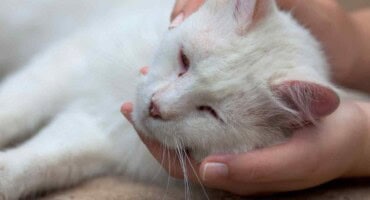 Feline Parvo outbreak in Pretoria - here is what you should know
