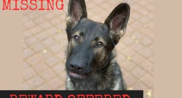 Beloved dog 'Uber' stolen with bakkie from Pretoria parking - reward offered