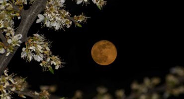 May's full-flower moon appears tonight - Here is what you should know