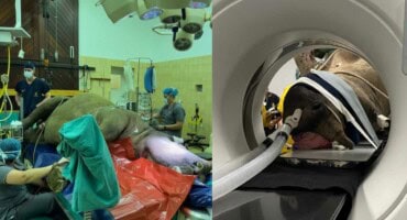 Watch: Groundbreaking surgery saves injured white rhino at Onderstepoort Vet