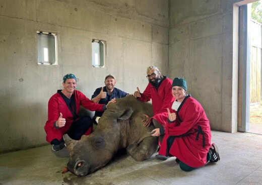 Watch: Groundbreaking surgery saves injured white rhino at Onderstepoort Vet