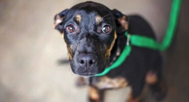 Don’t leave pets or animals out in the cold