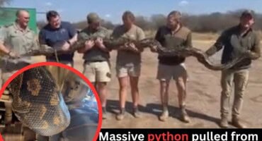 WATCH: Massive python pulled from safari vehicle near Pretoria