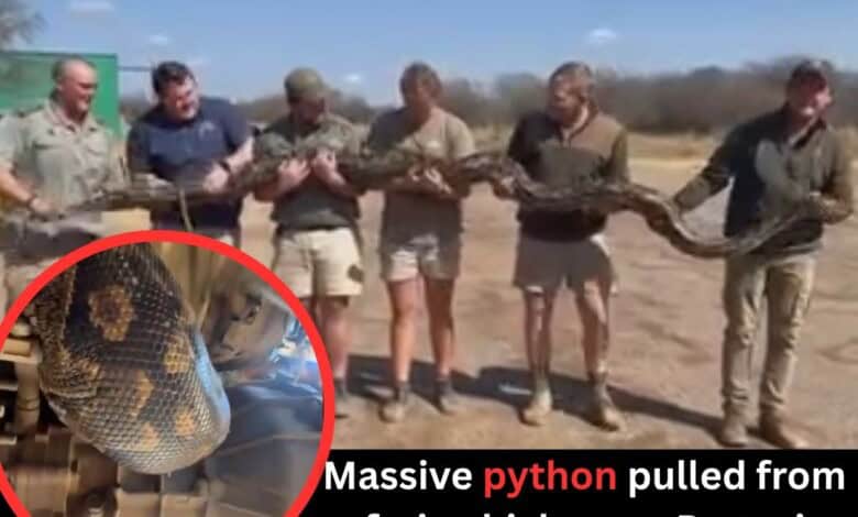 WATCH: Massive python pulled from safari vehicle near Pretoria | Rekord