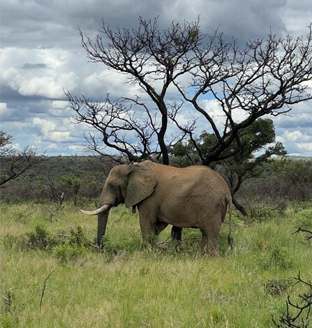 One year in the wild: Pretoria Zoo elephant celebrates his new
