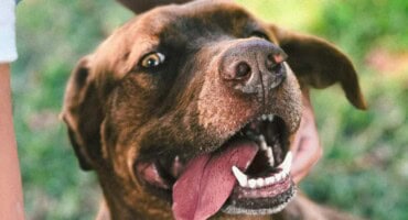 Warning: Highly contagious distemper virus spreading in parts of Pretoria