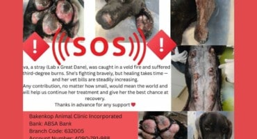 Daspoort rescue dog Ava battles severe injuries after veld fire