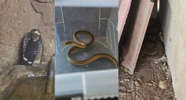 More snakes observed in and around Pretoria