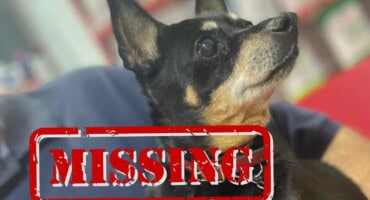 Little blind and deaf Beeno - Have you seen him?