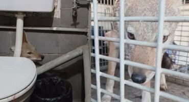 WATCH: Jackal found hiding in Pretoria shop’s bathroom