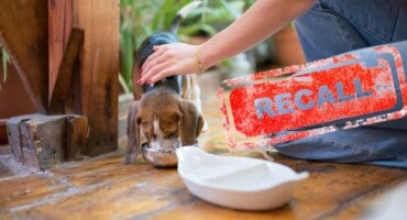 Stop using this pet food immediately – Major pet food brand pulled from shelves in SA