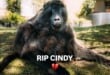 Beloved baboon Cindy mourned across South Africa