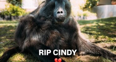 Beloved baboon Cindy mourned across South Africa