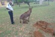 Horrific donkey attack reported near KwaMhlanga