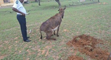 Horrific donkey attack reported near KwaMhlanga
