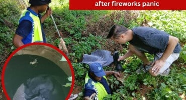 Terrified dog rescued from manhole after fireworks panic
