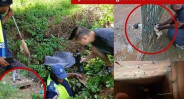 Fireworks Chaos: Dogs and puppies pulled from gates and manholes