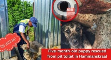 Five-month-old puppy rescued from pit toilet in Hammanskraal
