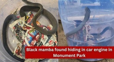 Black mamba found hiding in car engine in Monument Park