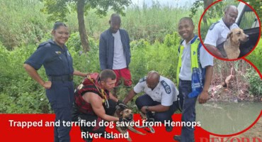 Trapped and terrified dog saved from Hennops River island