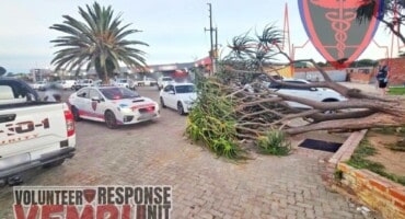 Pretoria man seriously injured after tree falls on him