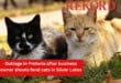 Outrage in Pretoria after business owner shoots feral cats in Silver Lakes