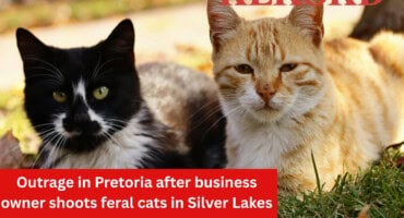 Outrage in Pretoria after business owner shoots feral cats in Silver Lakes