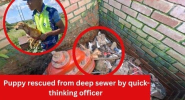 Puppy rescued from deep sewer by quick-thinking officer