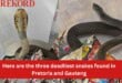 Here are the three deadliest snakes found in Pretoria and Gauteng