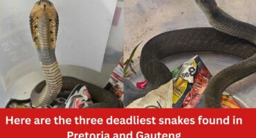Here are the three deadliest snakes found in Pretoria and Gauteng