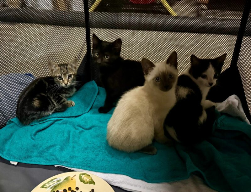 Outrage in Pretoria after business owner shoots feral cats in Silver Lakes