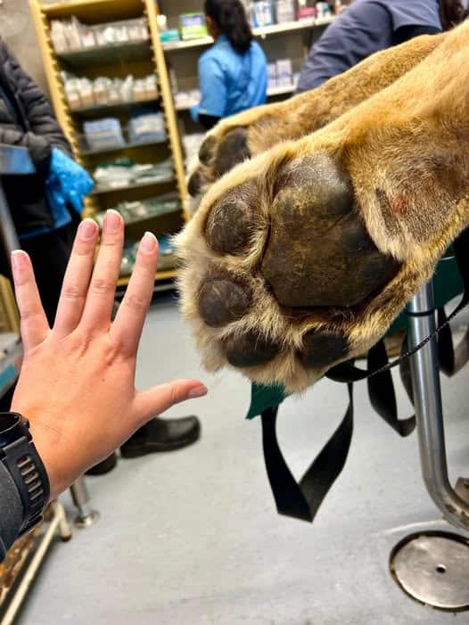 VIDEO: Lion undergoes high-tech scan at Onderstepoort Veterinary Hospital