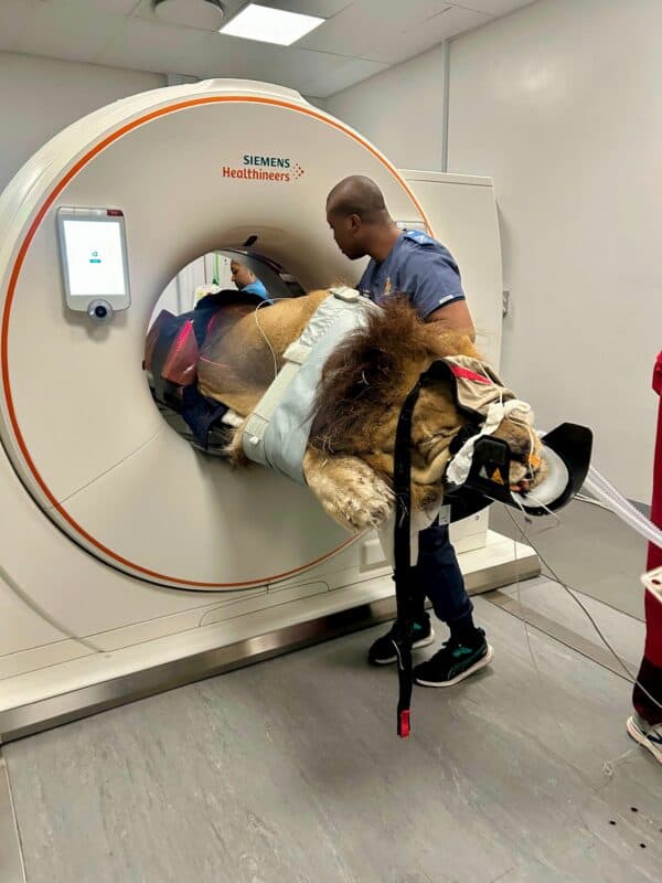 VIDEO: Lion undergoes high-tech scan at Onderstepoort Veterinary Hospital