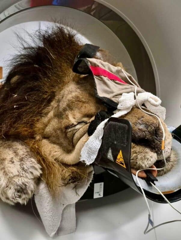VIDEO: Lion undergoes high-tech scan at Onderstepoort Veterinary Hospital