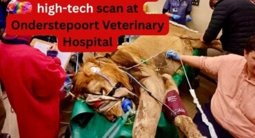 VIDEO: Lion undergoes high-tech scan at Onderstepoort Veterinary Hospital
