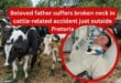 Beloved father suffers broken neck in cattle-related accident just outside Pretoria