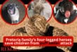 Pretoria family's four-legged heroes save children from puff adder attack