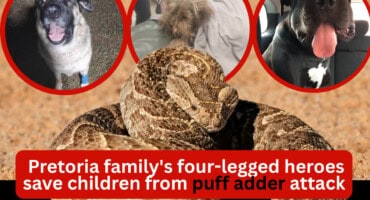 Pretoria family's four-legged heroes save children from puff adder attack