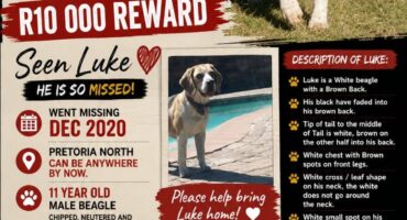 A R10,000 reward is being offered as the family of beloved beagle Luke renews its search nearly six years after he disappeared.