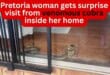 Pretoria woman gets surprise visit from venomous cobra inside her home