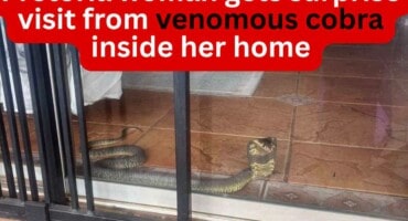 Pretoria woman gets surprise visit from venomous cobra inside her home