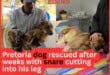 Pretoria dog rescued after weeks with snare cutting into his leg