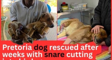 Pretoria dog rescued after weeks with snare cutting into his leg