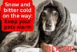 Snow and bitter cold on the way: Keep your pets warm