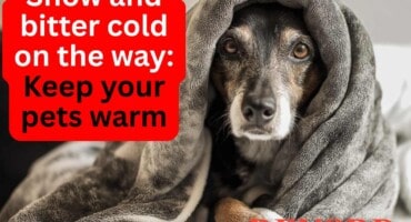 Snow and bitter cold on the way: Keep your pets warm