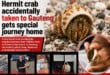 Hermit crab accidentally taken to Gauteng gets special journey home