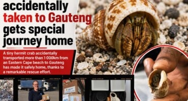 Hermit crab accidentally taken to Gauteng gets special journey home
