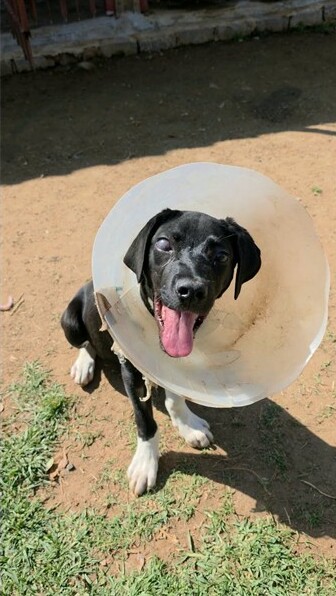 Severely injured puppy rescued near Refilwe