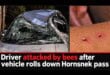 Man attacked by bees after car rolls down Hornsnek pass