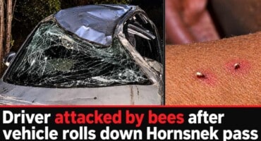 Man attacked by bees after car rolls down Hornsnek pass